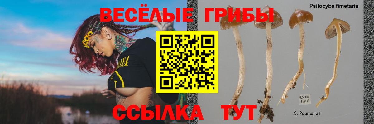 Сокол  Псилоцибиновые грибы Psilocybine cubensis  Псилоцибиновые грибы Cubensis  Вход с VPN 